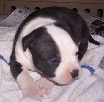 111308puppy.jpg